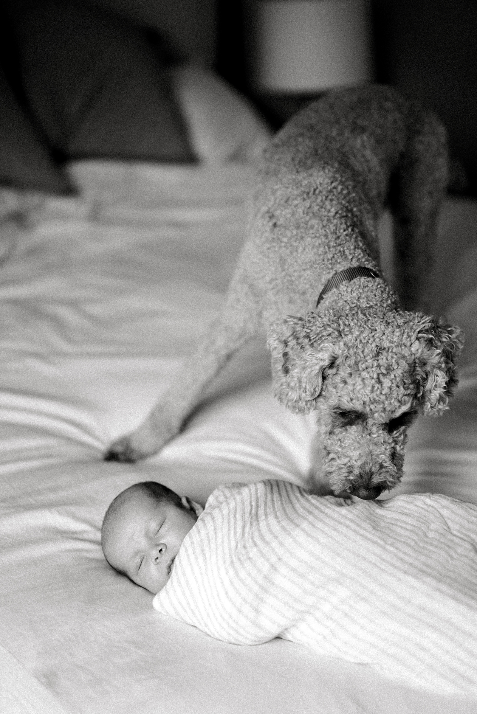 Intimate Lifestyle Newborn Session by Boston Wedding & Portrait Photographer Annmarie Swift